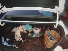 Geely Binrui 1.4T CVT F-Sport Edition - ფოტო 10