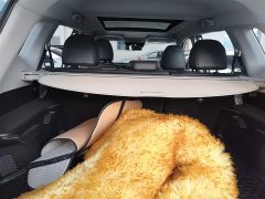 Nissan Qashqai 2.0L CVT 2WD XL ITS Comfort Anniversary Edition - ფოტო 19