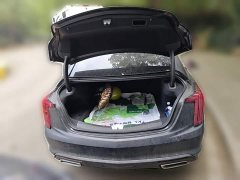 Cadillac CT5 28T Luxury - ფოტო 20