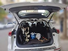 Haval H6 National Trend 1.5T Automatic Champion Edition - ფოტო 20