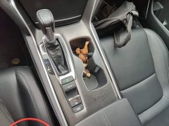Honda Accord 260TURBO Luxury Edition - ფოტო 13