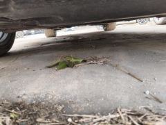 Audi A4L 40 TFSI Fashion Dynamic - ფოტო 8