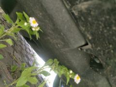 BYD Song L EV 550km Superior Rear Drive - photo 9
