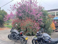 Benelli 502C 500 cc - ფოტო 4
