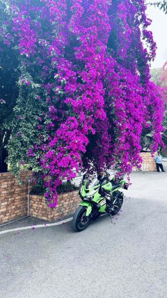 Kawasaki Ninja ZX-6R 650 cc - ფოტო 4
