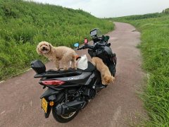 Tianying TX 150 cc - ფოტო 2