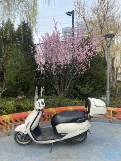 Sundiro Honda NS125LA - photo 5