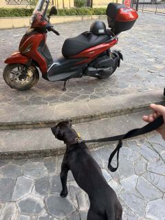 Piaggio Beverly 400 - ფოტო 2