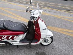 Peugeot DJANGO 150 cc - photo 6