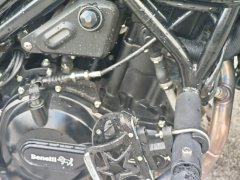 Benelli Lion Cub Leoncino 500 - фото 4