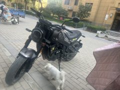 Benelli Young Lion Leoncino 250 - ფოტო 1