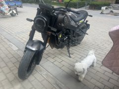 Benelli Young Lion Leoncino 250 - ფოტო 4