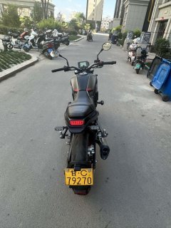 Benelli Young Lion Leoncino 250 - фото 1
