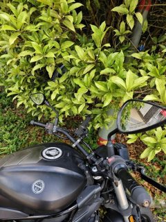 Benelli 502C 500 cc - ფოტო 4