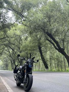 Benelli Leoncino 500 - photo 3