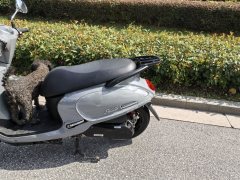 SYM Fiddle 125 cc - ფოტო 8