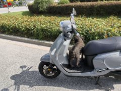 SYM Fiddle 125 cc - ფოტო 9