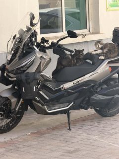 Zontes 368G - ფოტო 2