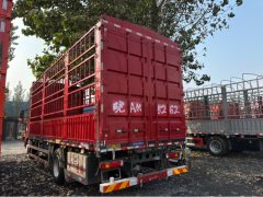 Sinotruk Sitrak G5S 330 hp 4X2 - фото 7