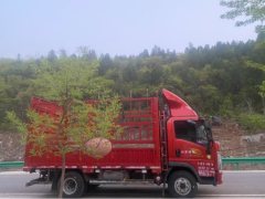 SINOTRUK HOWO Light Duty Truck Royal Faction 160 hp 4X2 4.15 m - ფოტო 4