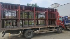 Foton Ollin CTS 190 hp 4X2 6.2 m - ფოტო 1