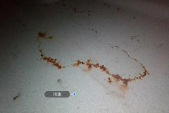 Right Front Carpet