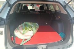 2022 Haval H6 2021 1.5T AT China tideUrbanEdition #4