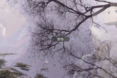 Windshield