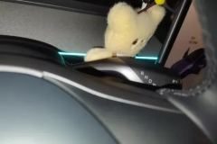 2024 Tesla Model Y 2024 rear wheel driveEdition #16